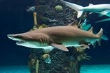 sandtiger_shark